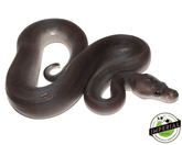 8 ball ball python for sale, buy reptiles online