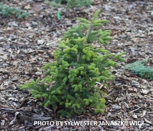 - Abies cephalonica 'Meyer's Dwarf' Greek Fir - Mr Maple │ Buy Japanese Maple Trees