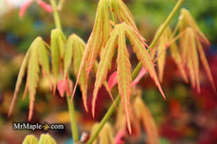 - Acer elegantulum x palmatum 'Johnnie's Giant' Japanese Maple - Mr Maple │ Buy Japanese Maple Trees