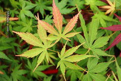 - Acer elegantulum x palmatum 'Johnnie's Giant' Japanese Maple - Mr Maple │ Buy Japanese Maple Trees