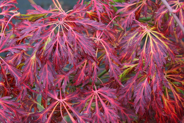 - Acer japonicum 'Abby’s Weeping' Dwarf Full Moon Japanese Maple - Mr Maple │ Buy Japanese Maple Trees