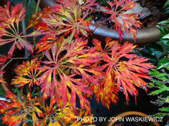 - Acer japonicum 'Abby’s Weeping' Dwarf Full Moon Japanese Maple - Mr Maple │ Buy Japanese Maple Trees