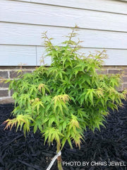 - Acer palmatum 'Akita yatsubusa' Dwarf Japanese Maple - Mr Maple │ Buy Japanese Maple Trees
