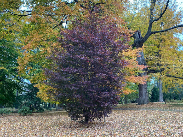 - Acer palmatum 'Crimson Prince' Dark Red Japanese Maple - Mr Maple │ Buy Japanese Maple Trees