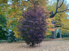 - Acer palmatum 'Crimson Prince' Dark Red Japanese Maple - Mr Maple │ Buy Japanese Maple Trees
