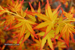 - Acer palmatum 'Golden Falls' Weeping Golden Japanese Maple - Mr Maple │ Buy Japanese Maple Trees