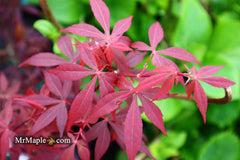 - Acer palmatum 'Hime shojo' Dwarf Red Japanese Maple - Mr Maple │ Buy Japanese Maple Trees