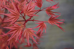 - Acer palmatum 'Hino tori nishiki' Japanese Maple - Mr Maple │ Buy Japanese Maple Trees