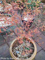 - Acer palmatum 'Hino tori nishiki' Japanese Maple - Mr Maple │ Buy Japanese Maple Trees