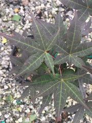 - Acer palmatum 'Marjan' Hardy Red Japanese Maple - Mr Maple │ Buy Japanese Maple Trees