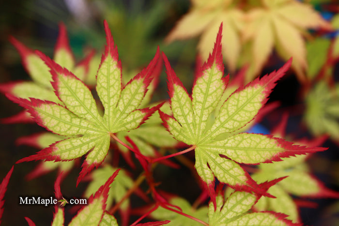 - Acer palmatum 'Phantom Flame' Japanese Maple - Mr Maple │ Buy Japanese Maple Trees