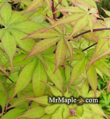 - Acer palmatum 'Shine Bright' Japanese Maple - Mr Maple │ Buy Japanese Maple Trees
