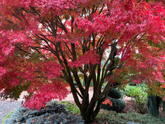 - Acer palmatum 'Tobiosho' Japanese Maple - Mr Maple │ Buy Japanese Maple Trees