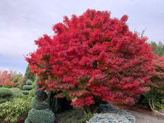 - Acer palmatum 'Tobiosho' Japanese Maple - Mr Maple │ Buy Japanese Maple Trees