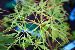 - Acer palmatum 'Vertree's Collection' Japanese Maple - Mr Maple │ Buy Japanese Maple Trees