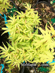 - Acer palmatum 'Winchester' Dwarf Japanese Maple - Mr Maple │ Buy Japanese Maple Trees