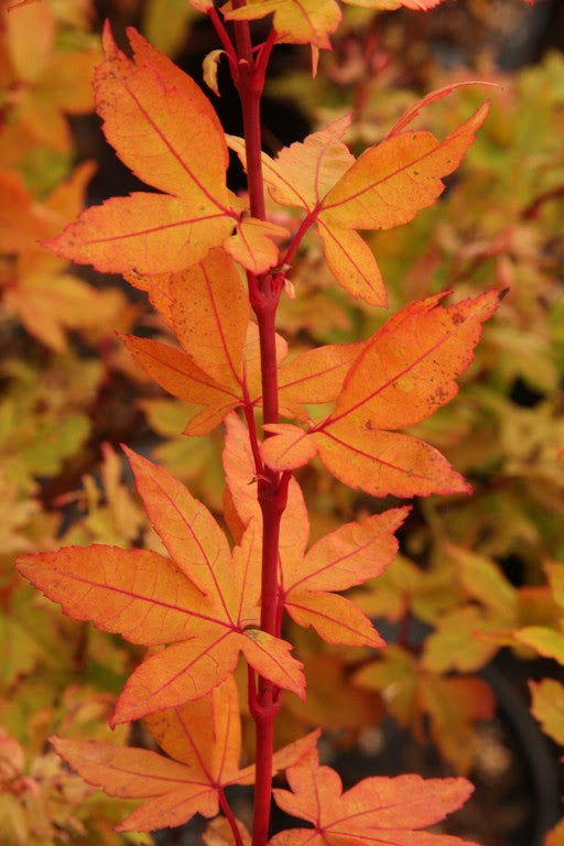 - Acer palmatum 'Winter Flame' Coral Bark Japanese Maple - Mr Maple │ Buy Japanese Maple Trees