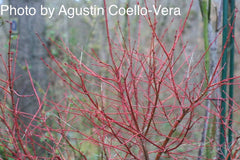 - Acer palmatum 'Winter Flame' Coral Bark Japanese Maple - Mr Maple │ Buy Japanese Maple Trees