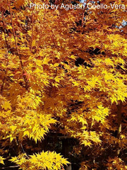 - Acer palmatum 'Winter Flame' Coral Bark Japanese Maple - Mr Maple │ Buy Japanese Maple Trees