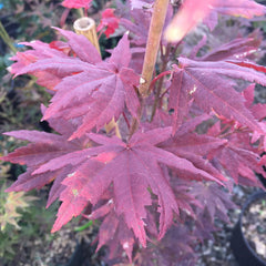 - Acer pseudosieboldianum 'Select' Columnar Cold Tolerant Maple - Mr Maple │ Buy Japanese Maple Trees