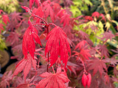 - Acer shirasawanum 'Gloria' Full Moon Japanese Maple - Mr Maple │ Buy Japanese Maple Trees