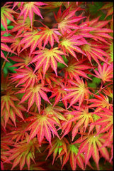 - Acer shirasawanum 'Sensu' Full Moon Japanese Maple - Mr Maple │ Buy Japanese Maple Trees