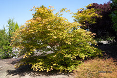 Acer shirasawanum 'Sensu' Full Moon Japanese Maple
