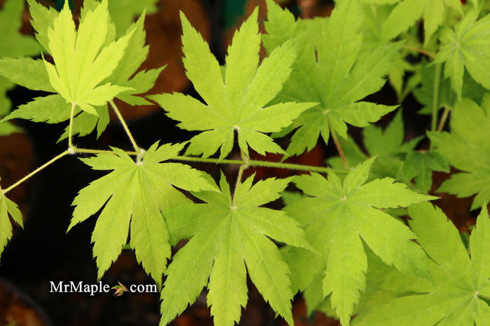 - Acer sieboldianum 'Ookisha' Japanese Maple - Mr Maple │ Buy Japanese Maple Trees