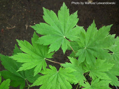 - Acer sieboldianum 'Ookisha' Japanese Maple - Mr Maple │ Buy Japanese Maple Trees
