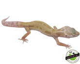 leopard gecko for sale, buy reptiles online