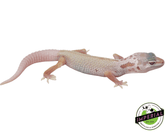 Albino Mack Snow Leucistic Leopard Gecko Baby