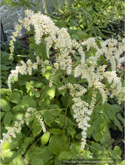 Perennials ~ Astilbe odontophylla, Toriashishoma ~ Dancing Oaks Nursery and Gardens ~ Retail Nursery ~ Mail Order Nursery