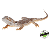 bearded dragon for sale, buy reptiles online