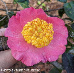 - Camellia japonica 'Miyako-no-haru' Pink Flowering Camellia - Mr Maple │ Buy Japanese Maple Trees