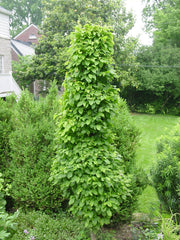 - Carpinus betulus 'Columnaris Nana’ Dwarf European Hornbeam - Mr Maple │ Buy Japanese Maple Trees