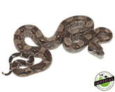nicaraguan boa constrictor for sale, buy reptiles online