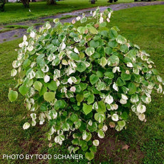 - Cercis canadensis 'Whitewater' Weeping Redbud Tree - Mr Maple │ Buy Japanese Maple Trees