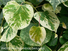 - Cercis canadensis 'Whitewater' Weeping Redbud Tree - Mr Maple │ Buy Japanese Maple Trees