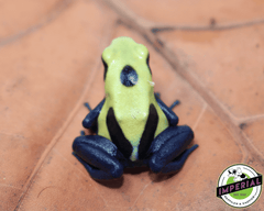 Citronella poison dart frog for sale, buy amphibians online