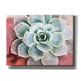 Epic Graffiti 'Succulent Garden' by Irena Orlov, Giclee Canvas Wall Art