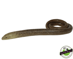 legless lizards for sale, buy reptiles online