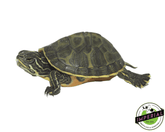 red belly cooter slider turtle for sale, buy reptiles online