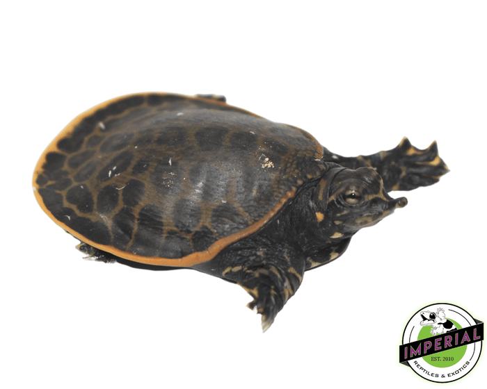 softshell turtle for sale online, buy soft shell turtles near me at cheap prices