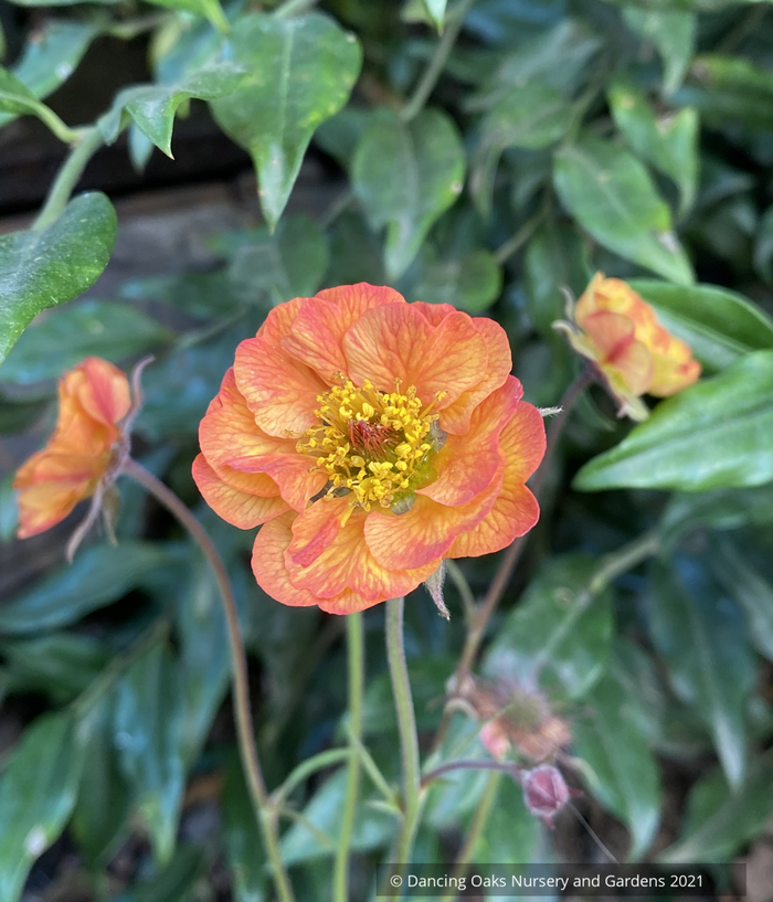 Perennials ~ Geum 'Alabama Slammer', Avens ~ Dancing Oaks Nursery and Gardens ~ Retail Nursery ~ Mail Order Nursery