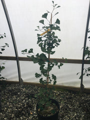 - Ginkgo biloba 'Bergman Dwarf' Dwarf Male Ginkgo Tree - Mr Maple │ Buy Japanese Maple Trees