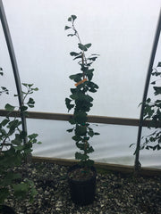 - Ginkgo biloba 'Dickenson' Male Ginkgo Tree - Mr Maple │ Buy Japanese Maple Trees