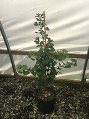 - Ginkgo biloba 'Elmwood W.B.' Dwarf Male Ginkgo Tree - Mr Maple │ Buy Japanese Maple Trees