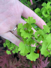 - Ginkgo biloba 'Folkert's Select' Male Small Leaf Ginkgo Tree - Mr Maple │ Buy Japanese Maple Trees