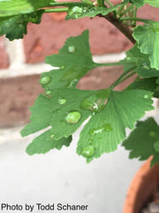 - Ginkgo biloba 'Folkert's Select' Male Small Leaf Ginkgo Tree - Mr Maple │ Buy Japanese Maple Trees