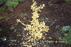 - Ginkgo biloba 'Folkert's Select' Male Small Leaf Ginkgo Tree - Mr Maple │ Buy Japanese Maple Trees